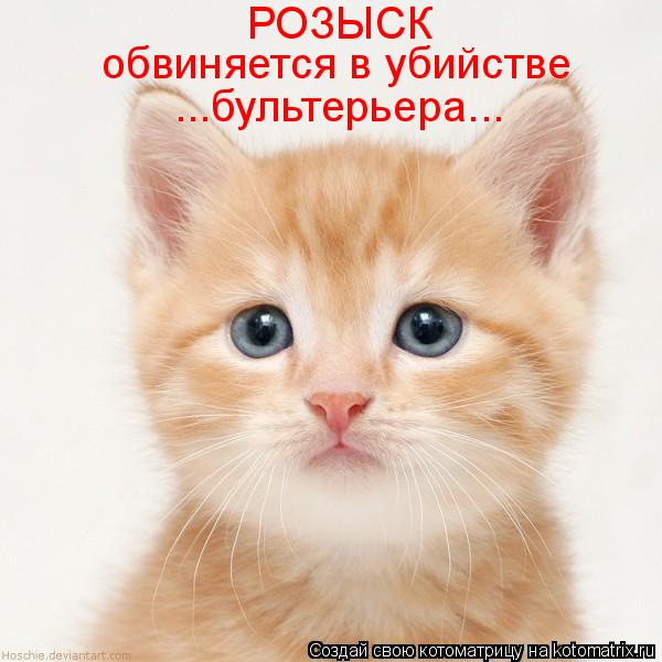 Котоматрица: РОЗЫСК обвиняется в убийстве  ...бультерьера...