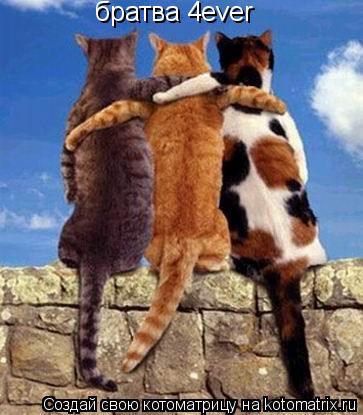 братва 4ever... Котоматрица: братва 4ever
