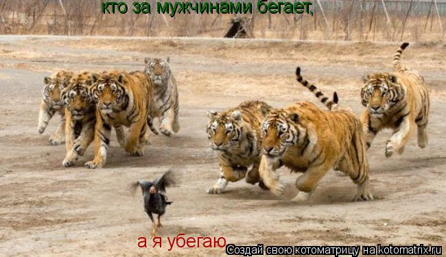 кто за мужчинами бегает, а я убегаю... Котоматрица: кто за мужчинами бегает, а я убегаю