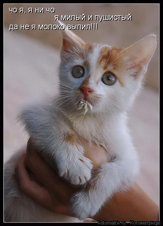 чо я, я ни чо я милый и пушистый да не я молоко выпил!!!... Котоматрица: чо я, я ни чо я милый и пушистый да не я молоко выпил!!!