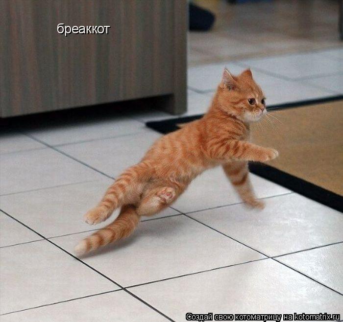 бреаккот... Котоматрица: бреаккот