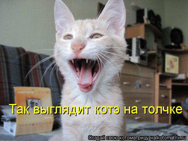 Так выглядит котэ на толчке... Котоматрица: Так выглядит котэ на толчке