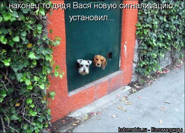 наконец то дядя Вася новую сигнализацию установил...... Котоматрица: наконец то дядя Вася новую сигнализацию установил...