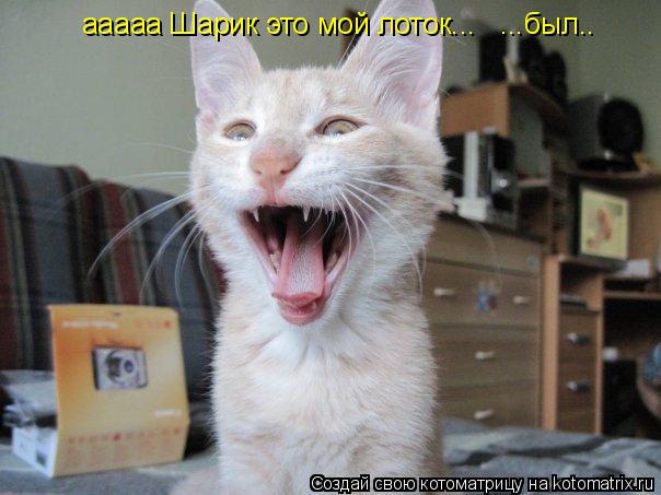 ааааа Шарик это мой лоток... ...был..... Котоматрица: ааааа Шарик это мой лоток... ...был..