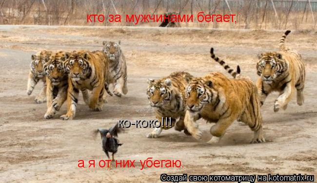Котоматрица: кто за мужчинами бегает, а я от них убегаю. ко-коко!!!
