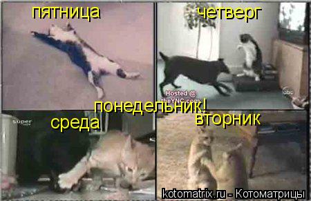 Котоматрица: пятница четверг среда вторник понедельник!