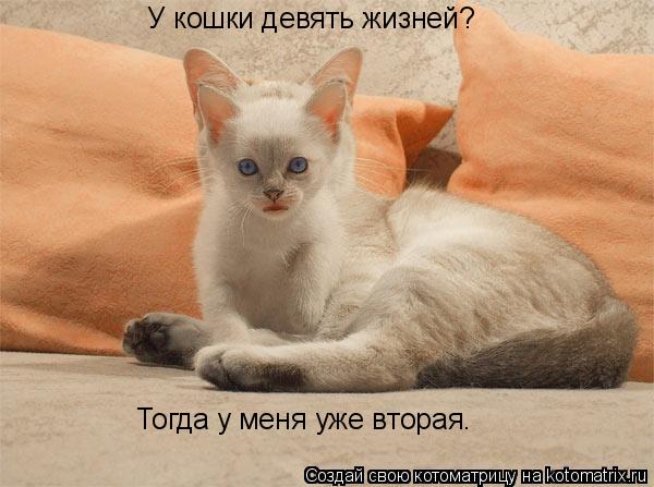 Котоматрица: У кошки девять жизней? Тогда у меня уже вторая.