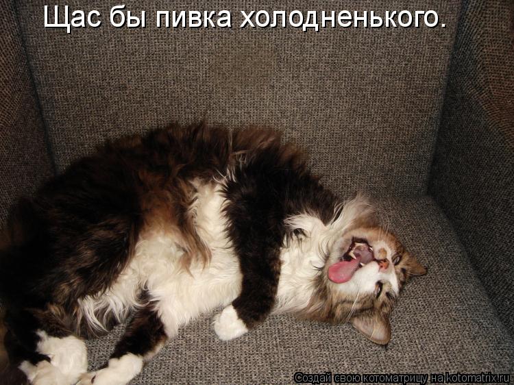 Щас бы пивка холодненького.... Котоматрица: Щас бы пивка холодненького.