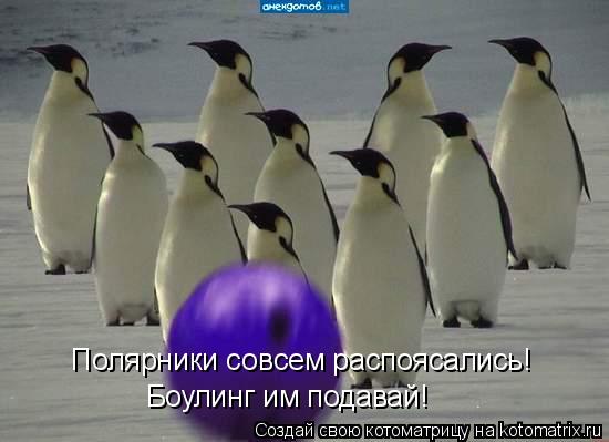 Полярники совсем распоясались! Боулинг им подавай!... Котоматрица: Полярники совсем распоясались! Боулинг им подавай!