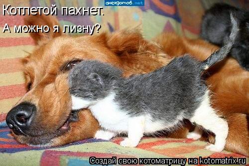 Котлетой пахнет. А можно я лизну?... Котоматрица: Котлетой пахнет. А можно я лизну?