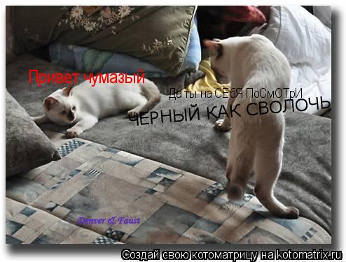 Привет чумазый Да ты на СЕбЯ ПоСмОТрИ ЧЕРНЫЙ КАК СВОЛОЧЬ... Котоматрица: Привет чумазый Да ты на СЕбЯ ПоСмОТрИ ЧЕРНЫЙ КАК СВОЛОЧЬ