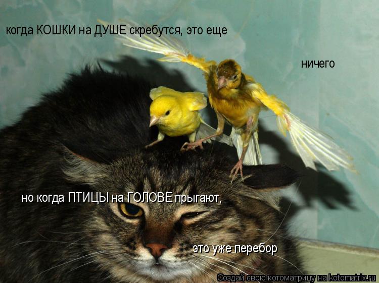 Котоматрица: когда КОШКИ на ДУШЕ скребутся, это еще  ничего но когда ПТИЦЫ на ГОЛОВЕ прыгают,  это уже перебор