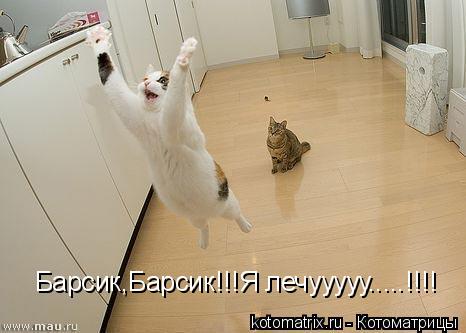 Барсик,Барсик!!!Я лечууууу.....!!!!... Котоматрица: Барсик,Барсик!!!Я лечууууу.....!!!!
