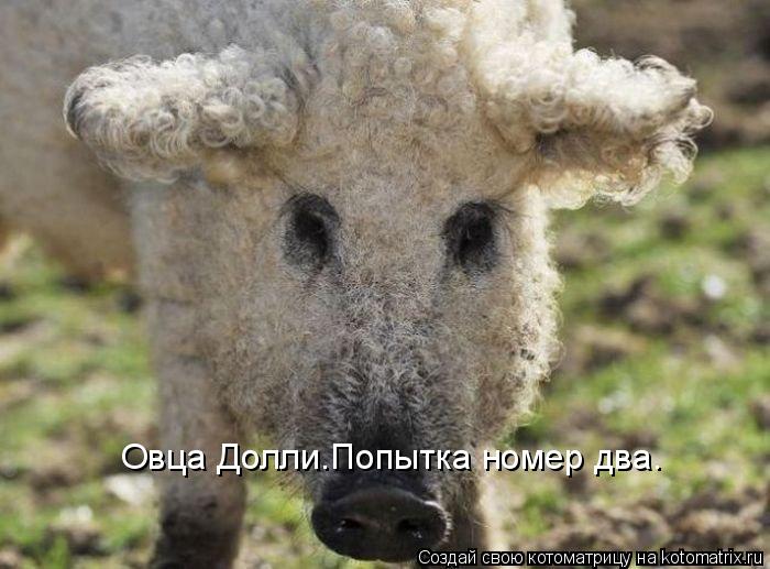 Овца Долли.Попытка номер два.... Котоматрица: Овца Долли.Попытка номер два.