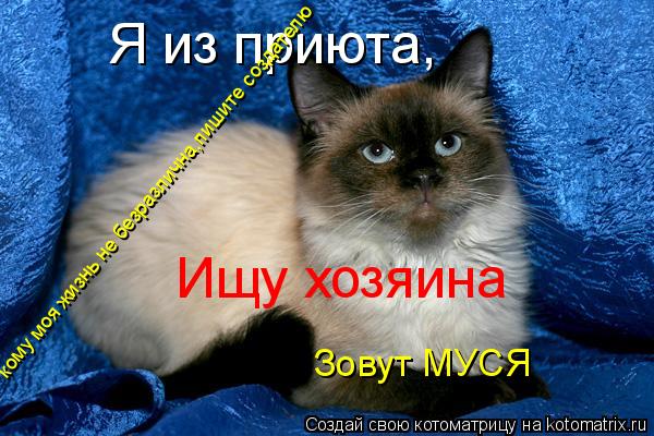 Я из приюта, Ищу хозяина Зовут МУСЯ кому моя жизнь не безразлична,пишите создателю... Котоматрица: Я из приюта, Ищу хозяина Зовут МУСЯ кому моя жизнь не безразлична,пишите создателю