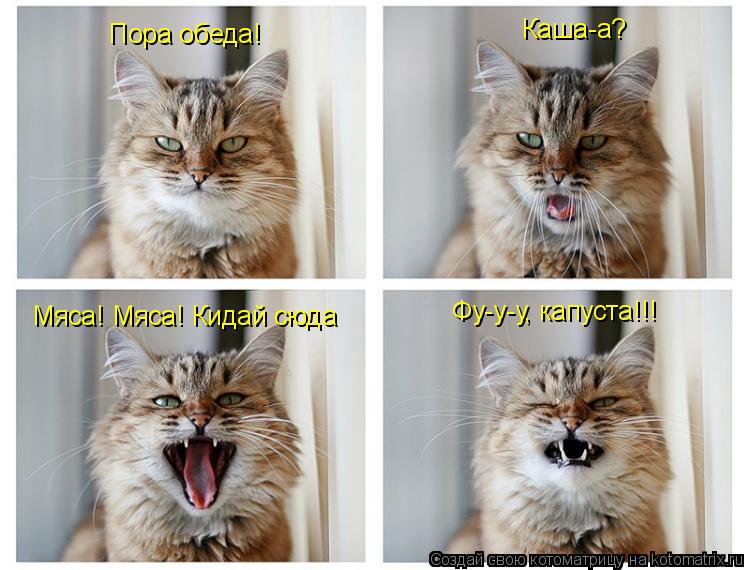Пора обеда! Мяса! Мяса! Кидай сюда Фу-у-у, капуста!!! Каша-а?... Котоматрица: Пора обеда! Мяса! Мяса! Кидай сюда Фу-у-у, капуста!!! Каша-а?