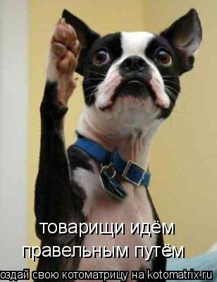 товарищи идём правельным путём... Котоматрица: товарищи идём правельным путём