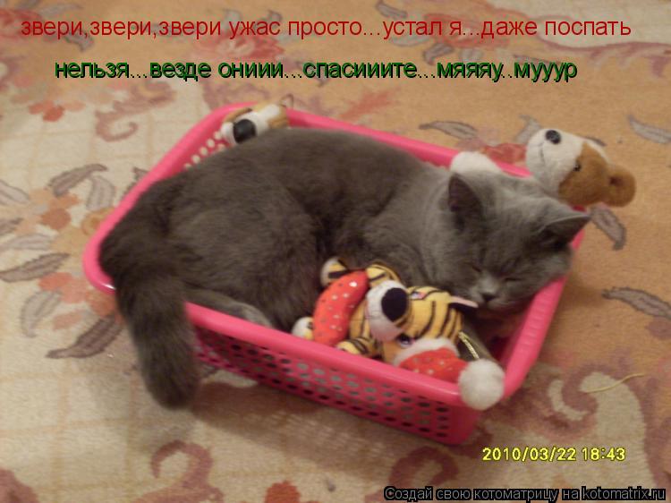 звери,звери,звери ужас просто...устал я...даже поспать нельзя...везде ониии...спасииите...мяяяу..мууу... Котоматрица: звери,звери,звери ужас просто...устал я...даже поспать нельзя...везде ониии...спасииите...мяяяу..мууур