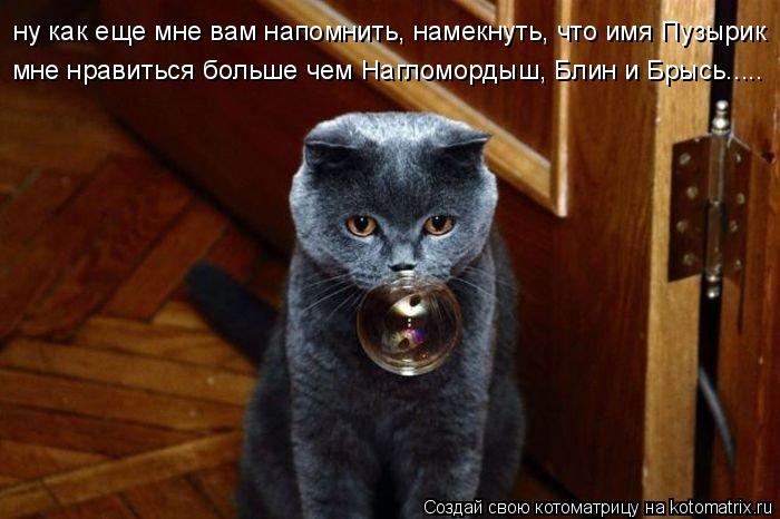 ну как еще мне вам напомнить, намекнуть, что имя Пузырик мне нравиться больше чем Нагломордыш, Блин ... Котоматрица: ну как еще мне вам напомнить, намекнуть, что имя Пузырик мне нравиться больше чем Нагломордыш, Блин и Брысь.....