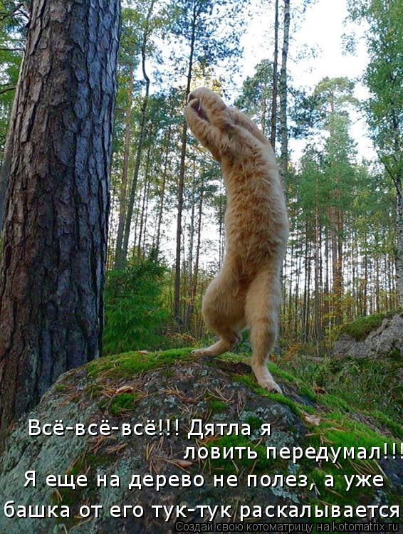 Котоматрица: Всё-всё-всё!!! Дятла я  ловить передумал!!! Я еще на дерево не полез, а уже башка от его тук-тук раскалывается!!!