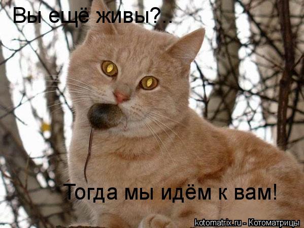 Котоматрица: Вы ещё живы?.. Тогда мы идём к вам!