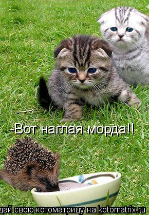Котоматрица: -Вот наглая морда!!