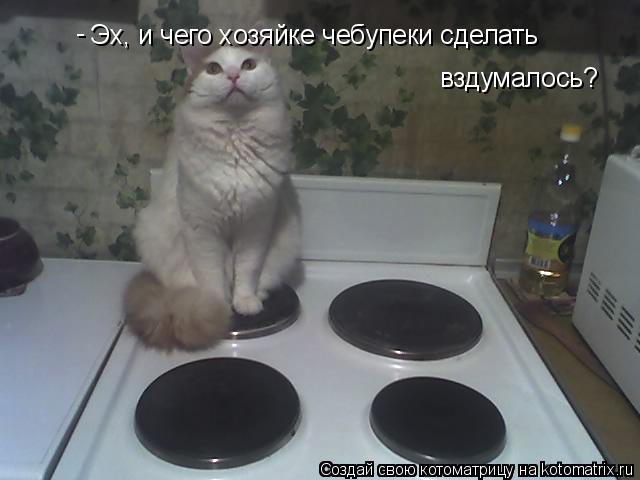 Котоматрица: Эх, и чего хозяйке чебупеки сделать вздумалось? -