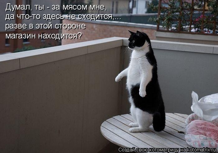 Котоматрица: Думал, ты - за мясом мне, да что-то здесь не сходится,... разве в этой стороне магазин находится?