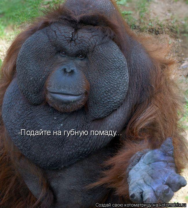 Котоматрица: -Подайте на губную помаду...