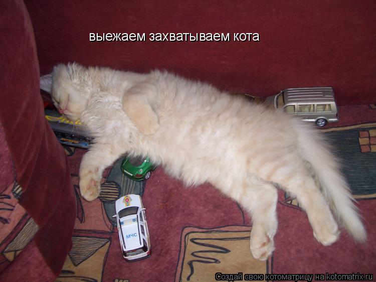 Котоматрица: выежаем захватываем кота