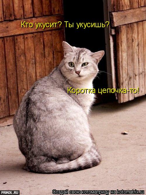 Котоматрица: Кто укусит? Ты укусишь? Коротка цепочка-то!