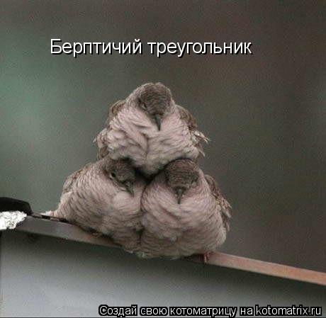 Берптичий треугольник... Котоматрица: Берптичий треугольник