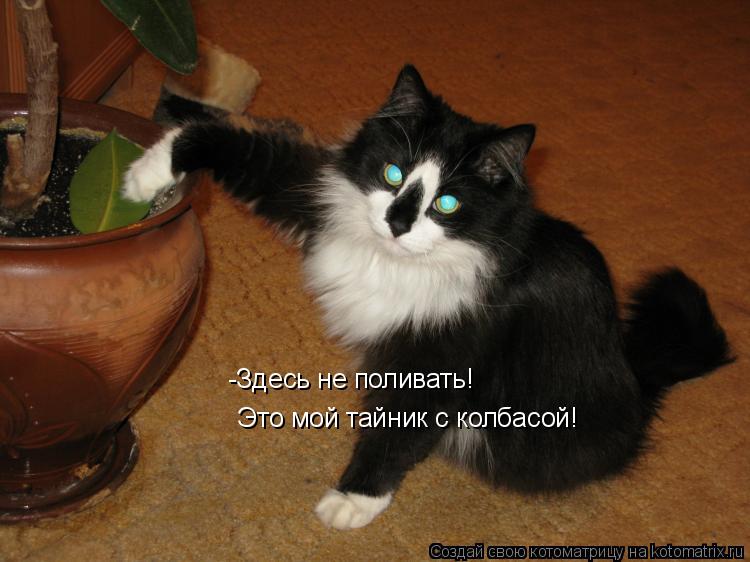 -Здесь не поливать! Это мой тайник с колбасой!... Котоматрица: -Здесь не поливать! Это мой тайник с колбасой!