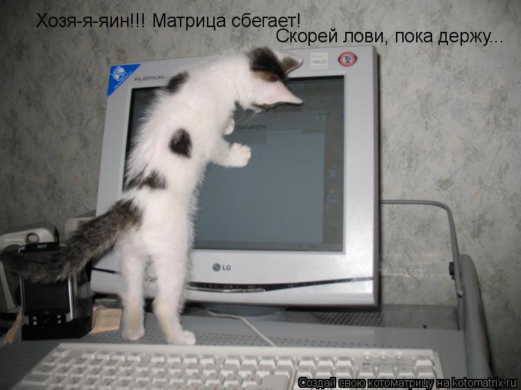 Хозя-я-яин!!! Матрица сбегает! Скорей лови, пока держу...... Котоматрица: Хозя-я-яин!!! Матрица сбегает! Скорей лови, пока держу...