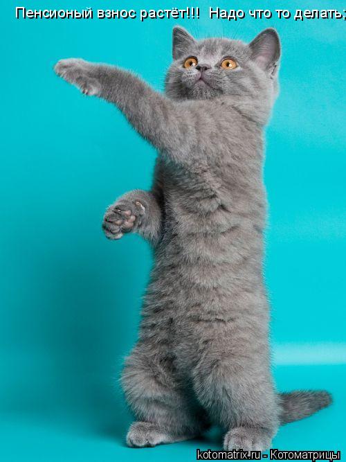 Пенсионый взнос растёт!!! Надо что то делать;)... Котоматрица: Пенсионый взнос растёт!!! Надо что то делать;)