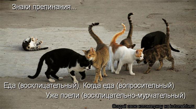 Знаки препинания... Еда (восклицательный). Когда еда (вопросительный) Уже поели (восклицательно-мурча... Котоматрица: Знаки препинания... Еда (восклицательный). Когда еда (вопросительный) Уже поели (восклицательно-мурчательный)