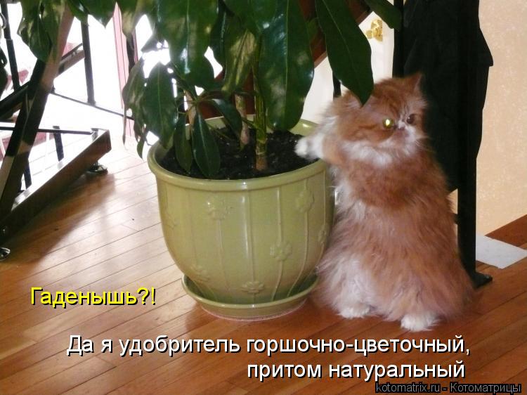 Котоматрица: Гаденышь?!   Да я удобритель горшочно-цветочный, притом натуральный