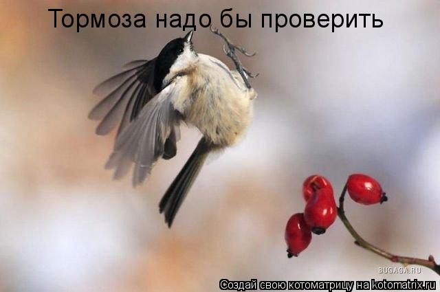 Тормоза надо бы проверить... Котоматрица: Тормоза надо бы проверить