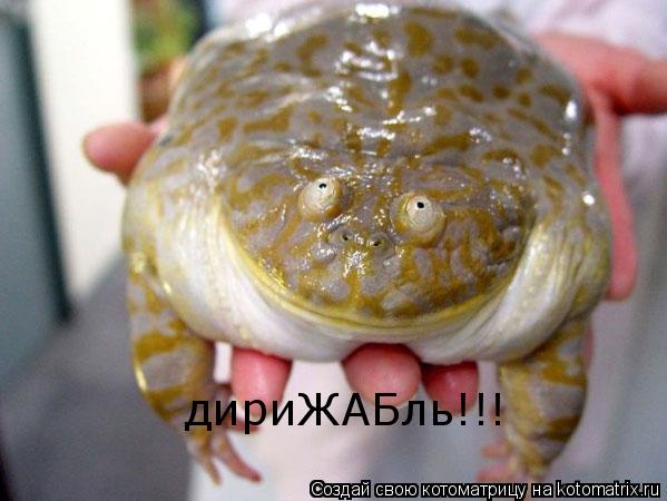 Котоматрица: дириЖАБль!!!