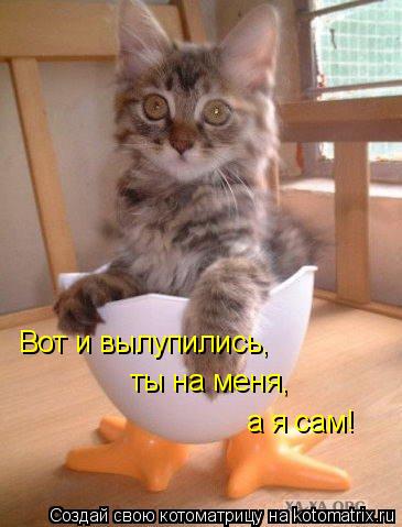 Котоматрица: Вот и вылупились,  ты на меня, а я сам!