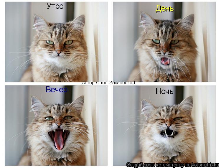 Котоматрица: День Ночь Вечер Утро Автор:Олег_Захаренко!!!