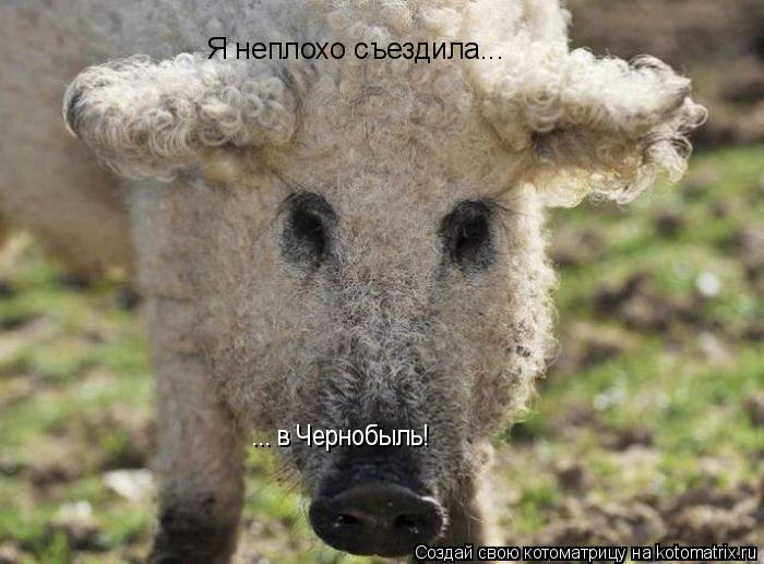 Котоматрица: Я неплохо съездила... ... в Чернобыль!