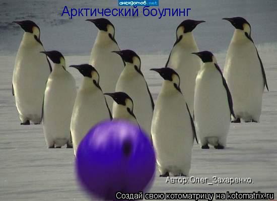 Котоматрица: Арктический боулинг Автор:Олег_Захаренко.
