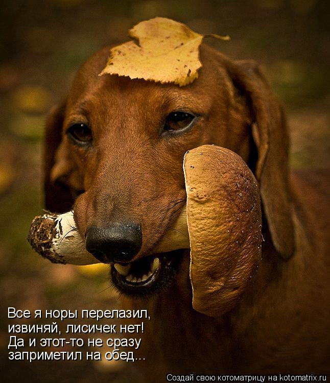 Все я норы перелазил, извиняй, лисичек нет! Да и этот-то не сразу заприметил на обед...... Котоматрица: Все я норы перелазил, извиняй, лисичек нет! Да и этот-то не сразу заприметил на обед...