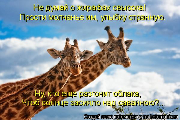 Котоматрица: Не думай о жирафах свысока! Прости молчанье им, улыбку странную. Ну, кто еще разгонит облака, Чтоб солнце засияло над саванною?..