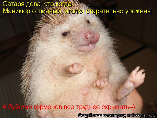 Котоматрица: Сатаря дева, это когда: Маникюр отличный, иголки старательно уложены А буйство гормонов все труднее скрывать=)