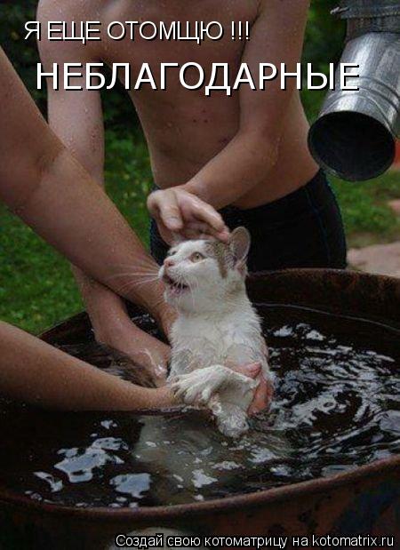 Котоматрица: Я ЕЩЕ ОТОМЩЮ !!! НЕБЛАГОДАРНЫЕ