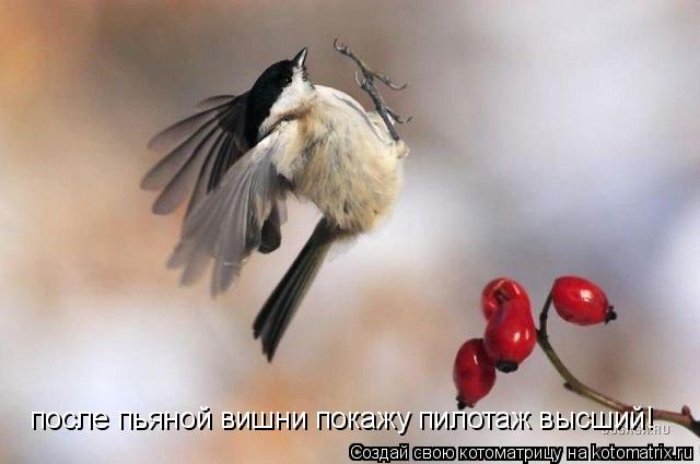 Котоматрица: после пьяной вишни покажу пилотаж высший!