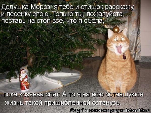 Котоматрица: Дедушка Мороз, я тебе и стишок расскажу,  и песенку спою. Только ты, пожалуйста, поставь на стол все, что я съела, жизнь такой пришибленной ост