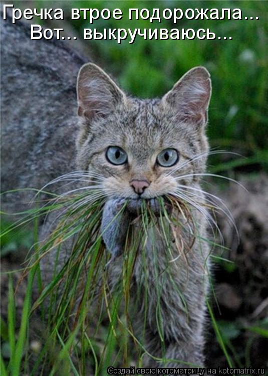 Котоматрица: Вот... выкручиваюсь... Гречка втрое подорожала...